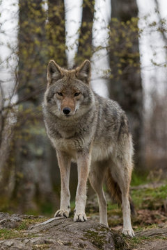 Coyote portrait