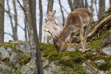 fallow deer (Dama dama) in spring