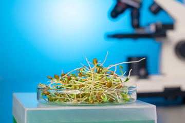 Young plant sprouts. Raw Green Organic plant Microgreens. For making fresh salads. detox, diet....