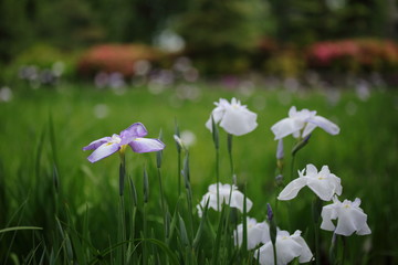 花菖蒲