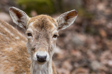 fallow deer (Dama dama) in spring