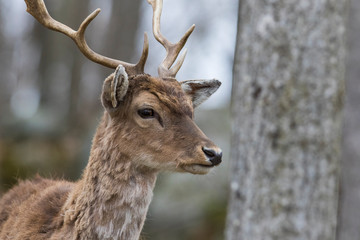 fallow deer (Dama dama) in spring