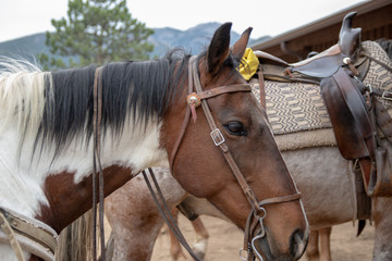 Obraz premium Horse
