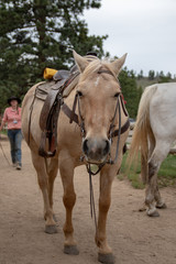 Fototapeta premium Horse