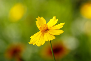 beautiful yellow flower in the light of a Sunny day. macrophotography. Low depth . selective focus