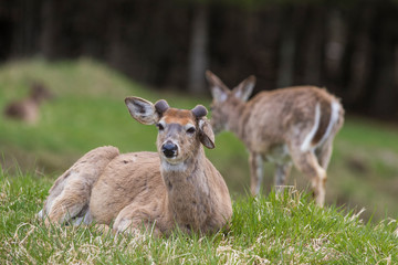 Naklejka na ściany i meble white-tailed deer in spring