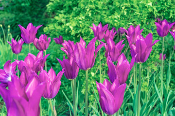 Violet tulips in the form of lilies. Gesner's tulip from the lily family.