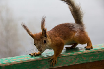 Squirrel grabs the railing hands and feet