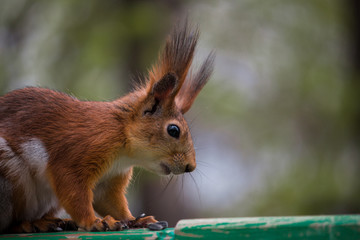 Red squirrel sitting on a bench and looking down