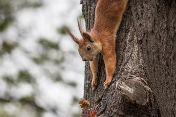 Beautiful red squirrel descended from a tree to pick a flower
