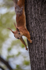 Rides on a tree on hind legs