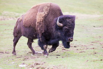 huge male american bison