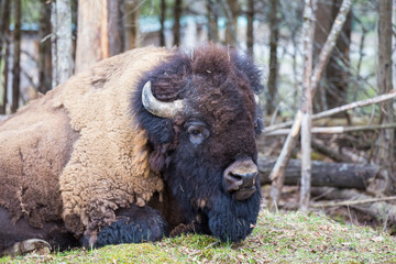 huge male american bison
