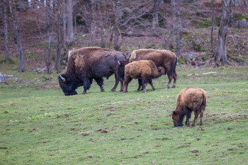 Plakat American bison heard in spring