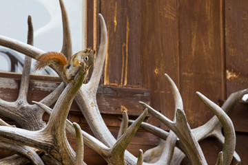 American red squirrel (Tamiasciurus hudsonicus) on the wapiti antlers