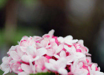 Obraz premium rosa Blüte