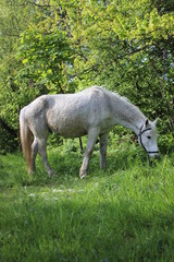 Obraz na płótnie Canvas a horse in the field