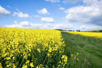 Fototapeta premium rape field spring background