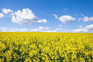 Fototapeta premium rape field spring background
