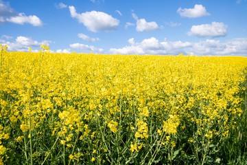 Fototapeta premium rape field spring background