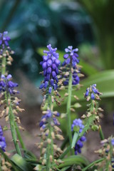 blue flowers in garden
