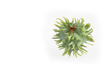 Castor bean plants - Ricinus communis