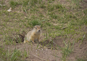 Naklejka na ściany i meble Gopher genus rodents of the squirrel family. Ground squirrel near its burrow on a meadow.