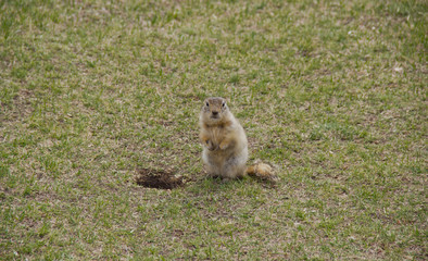 Gopher genus  rodents of the squirrel family. Ground squirrel near its burrow on a meadow.
