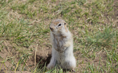 Naklejka na ściany i meble Gopher genus rodents of the squirrel family. The gopher is known for his habit of standing up, it is a kind of act of research.
