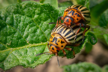 Close up of colorado beetles on green leaves of potato