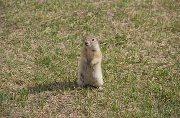 Gopher genus  rodents of the squirrel family. The gopher is known for his habit of standing up, it is a kind of act of research.