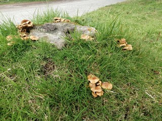 Hongos