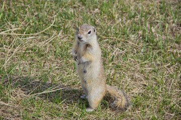 Gopher genus  rodents of the squirrel family. The gopher is known for his habit of standing up, it is a kind of act of research.