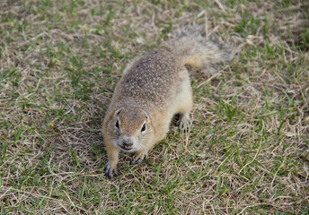 Gopher genus  rodents of the squirrel family. Hungry gophers are attacking and are aggressive.