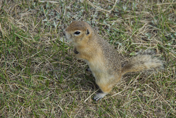 Gopher genus  rodents of the squirrel family. The gopher is known for his habit of standing up, it is a kind of act of research.