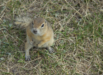 Naklejka na ściany i meble Gopher genus rodents of the squirrel family. Hungry gophers are attacking and are aggressive.