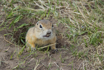 Gopher genus  rodents of the squirrel family. Hungry gophers are attacking and are aggressive.