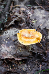 Wild uneatable mushroom in autumn forest