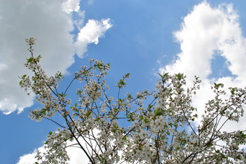 tree and blue sky