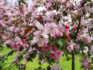 blooming apple tree in spring