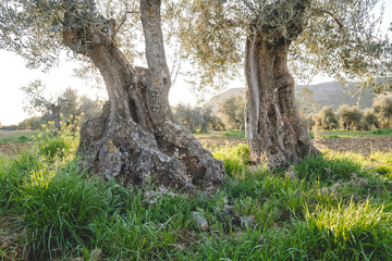 Ancient olive trees in the countryside