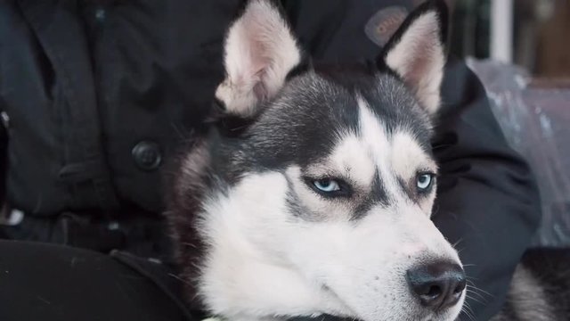 Human hugging his Husky dog. Friendship pet and man.
