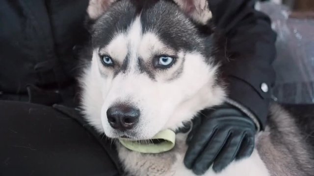 Human hugging his Husky dog. Friendship pet and man.
