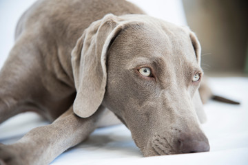 Weimaraner -Ocala from X&aacute;lonia