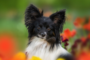 Papillon dog sitting between spring flowers