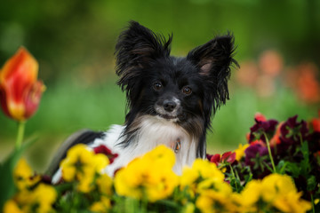 Papillon dog sitting between spring flowers