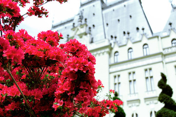 Fototapeta na wymiar Bush red azaleas on the background of the Gothic Palace in Iasi