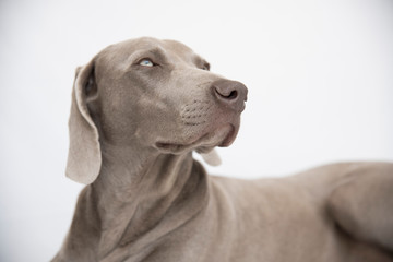 Weimaraner -Ocala from Xálonia