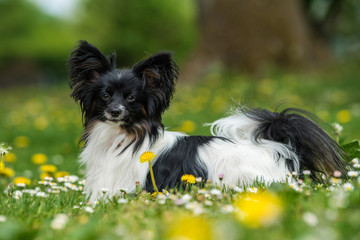 Papillon dog lying in a spring meadow