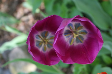 Naklejka premium Brightly colored tulip in backyard spring garden